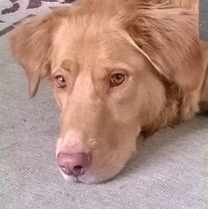 Meet your Posher, Ann